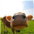 0.1trx转账